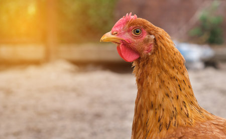 side view one free range organic eco courtyard village rural chicken laying hen