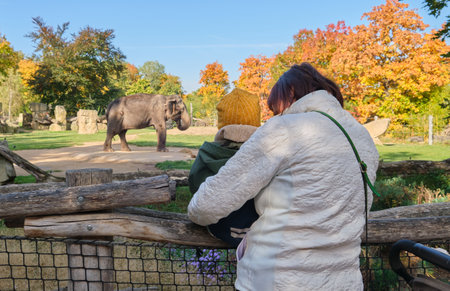grandmother holding the grandson nephew zoo looking to elephants spending time
