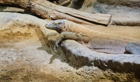 A close up of a komodo dragon siting on rocks Varanus komodoensisの写真素材