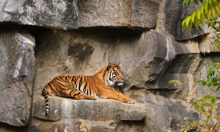 The tiger lies on the rock stone cave resting serious lookin in zooの写真素材