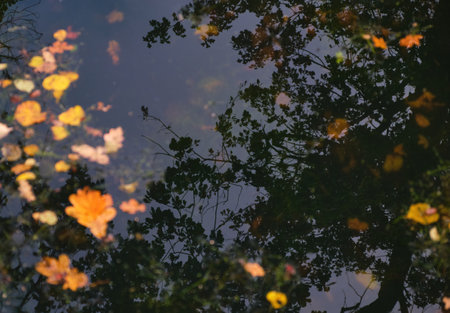 autumn bright reflection water lake pond colorful leave floating maple leaf