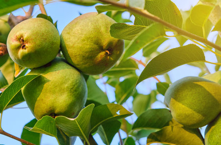 fresh Bunch of ripe pears on tree branch harvest conceptの写真素材