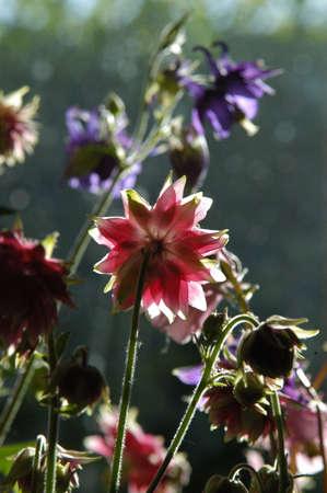 backlit flowers in the sun lit gardenの写真素材