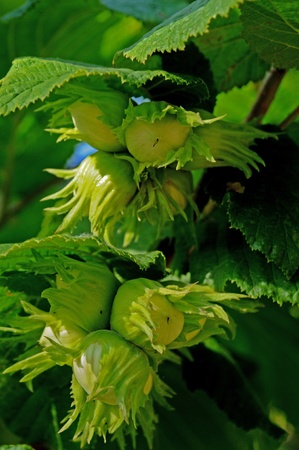 Bunches of hazel nuts among the leaves of the tree in autumn sunshineの写真素材