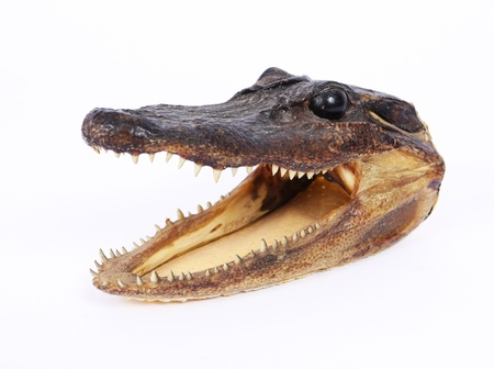 Crocodile head trophyの写真素材