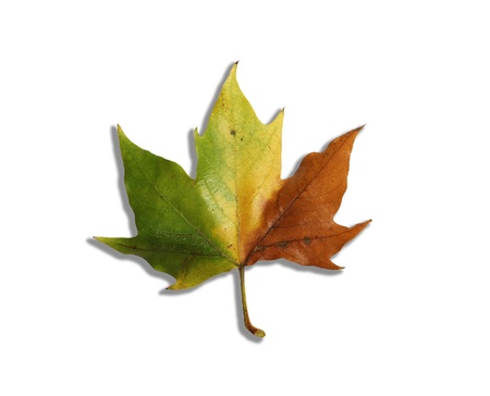 Autumn leaf over white 