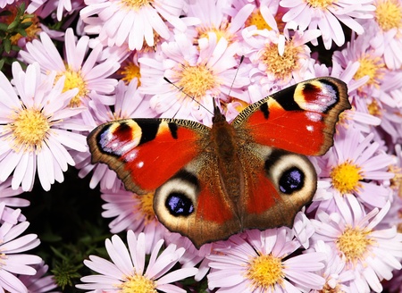 Peacock butterfly on flowersの写真素材
