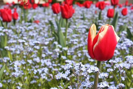 Garden tulip detail の写真素材