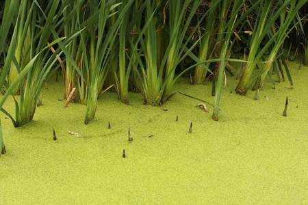 Swamp water