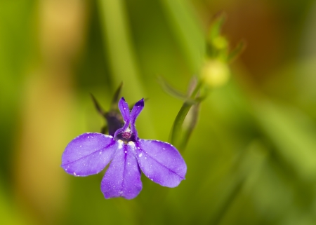 Beautiful purple flowerの写真素材