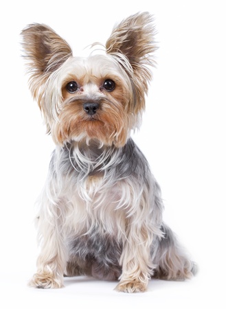 Yorkshire terrier dog over white backgroundの写真素材