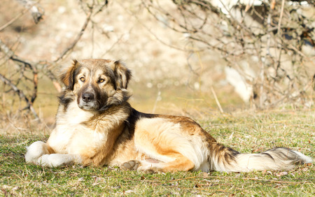 Sitting dog in natureの写真素材