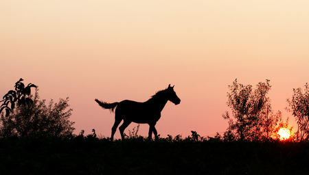 Sunset horse in natureの写真素材