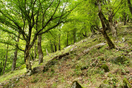 Mountain untouched forestの写真素材
