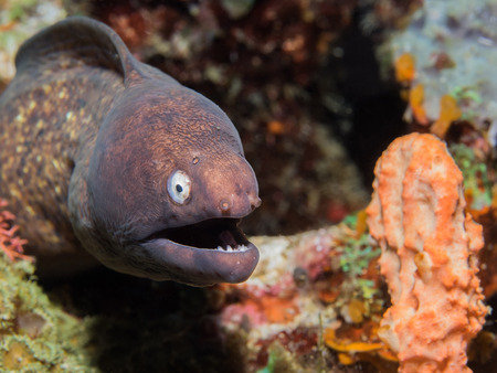 MorayEelの写真素材