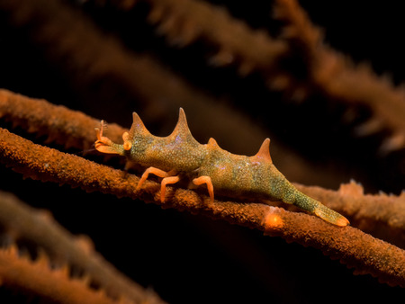 Dragon Shrimpの写真素材