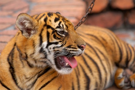 Tigerの写真素材