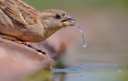 Female House Sparrow drinking waterの写真素材