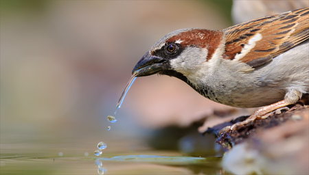 Male House Sparrow drinkingの写真素材