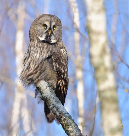 Great Grey Owl posing on a birch trunkの写真素材