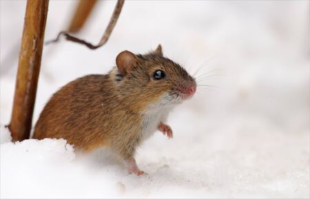 Striped field mouse near her hole in the snowの写真素材