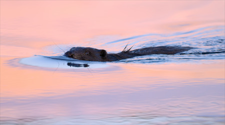 Eurasian beaver swimming in the sunset