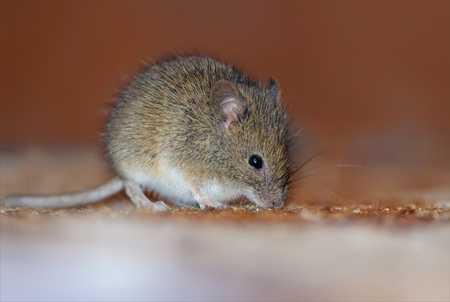 Wood mouse home invasionの写真素材