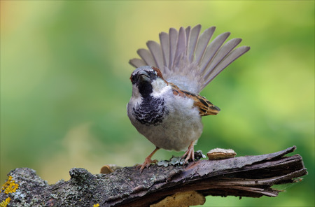 House sparrow lekkingの写真素材