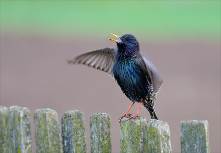 Common starling singing on a fenceの写真素材