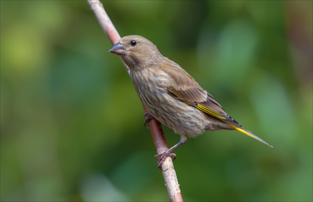 European greenfinch perched on a raspberry caneの写真素材