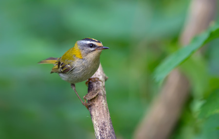 Common firecrest staring lookの写真素材