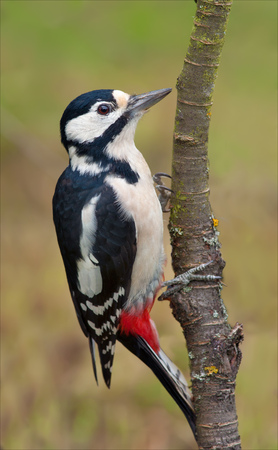 Great spotted woodpecker posing on a thin branchの写真素材