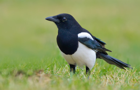 Eurasian magpie standing in the grassの写真素材