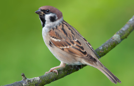 Eurasian tree sparrow posing for a portraitの写真素材