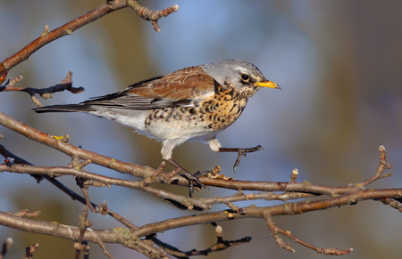 Fieldfare straddling on apple-tree's branchの写真素材