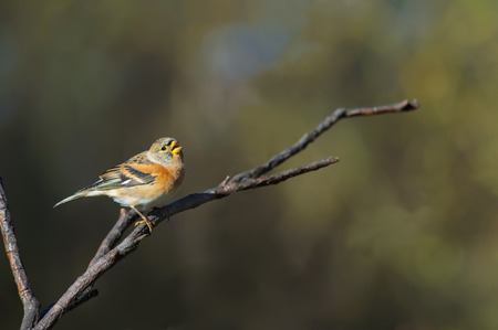 Brambling singing and calling on a branchの写真素材