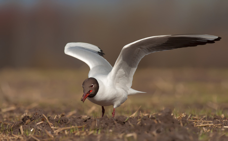 Black-headed gull hunting for earthwormsの写真素材