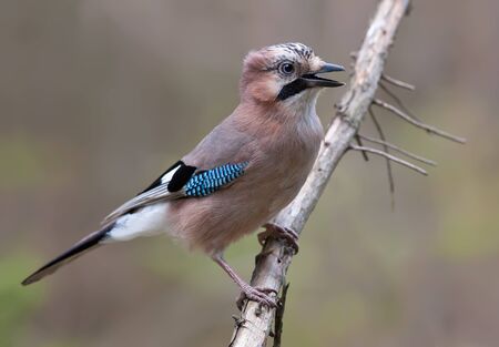 Eurasian Jay posing with open beak