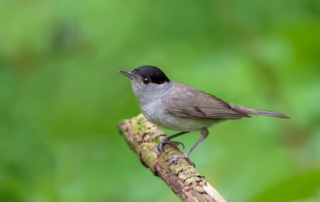 Eurasian blackcap posing on an aged stemの写真素材