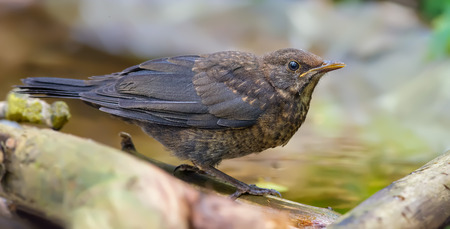 Common blackbird near a waterpondの写真素材