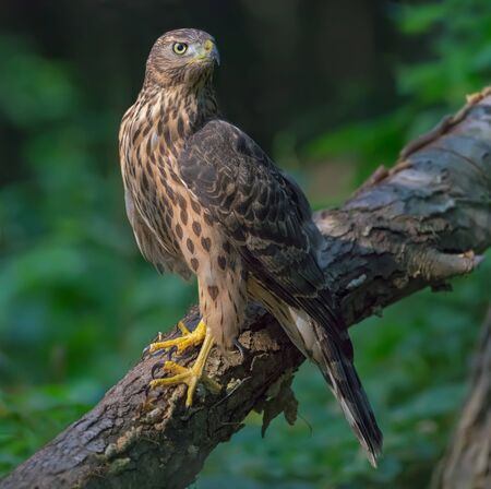 Northern goshawk perched for full viewの写真素材