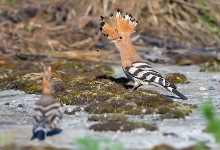 Hoopoe taking away his chickの写真素材