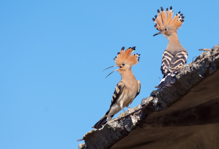 Hoopoes chitchat on a roofの写真素材