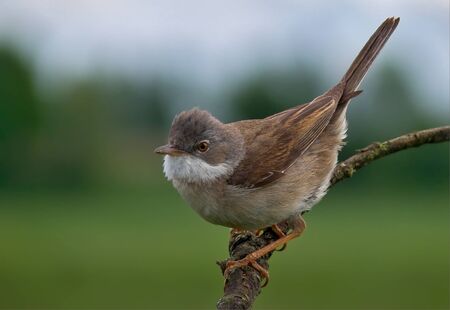 Common whitethroat male posing with a lifted tailの写真素材