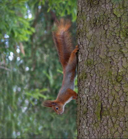 Red Squirrel climbing down a trunkの写真素材