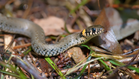 Grass snake crawling in a litterの写真素材
