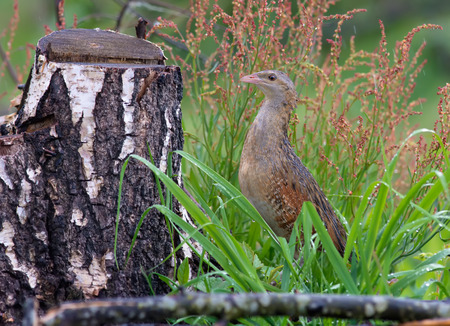 Corn crake hiding in grass
