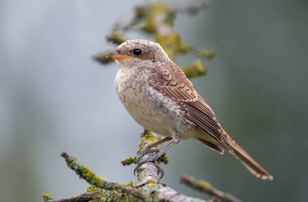 Red-backed shrike posing on a lichen branchの写真素材