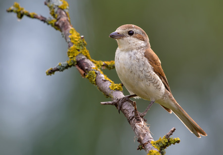 Red-backed shrike posing on a lichen branchの写真素材