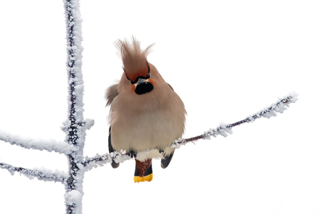 Bohemian waxwing ruffled in the frostの写真素材